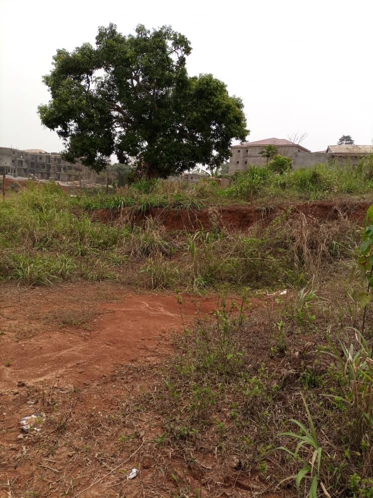 TERRAIN À VENDRE AU PONT BASCULE DE MBANKOMO
