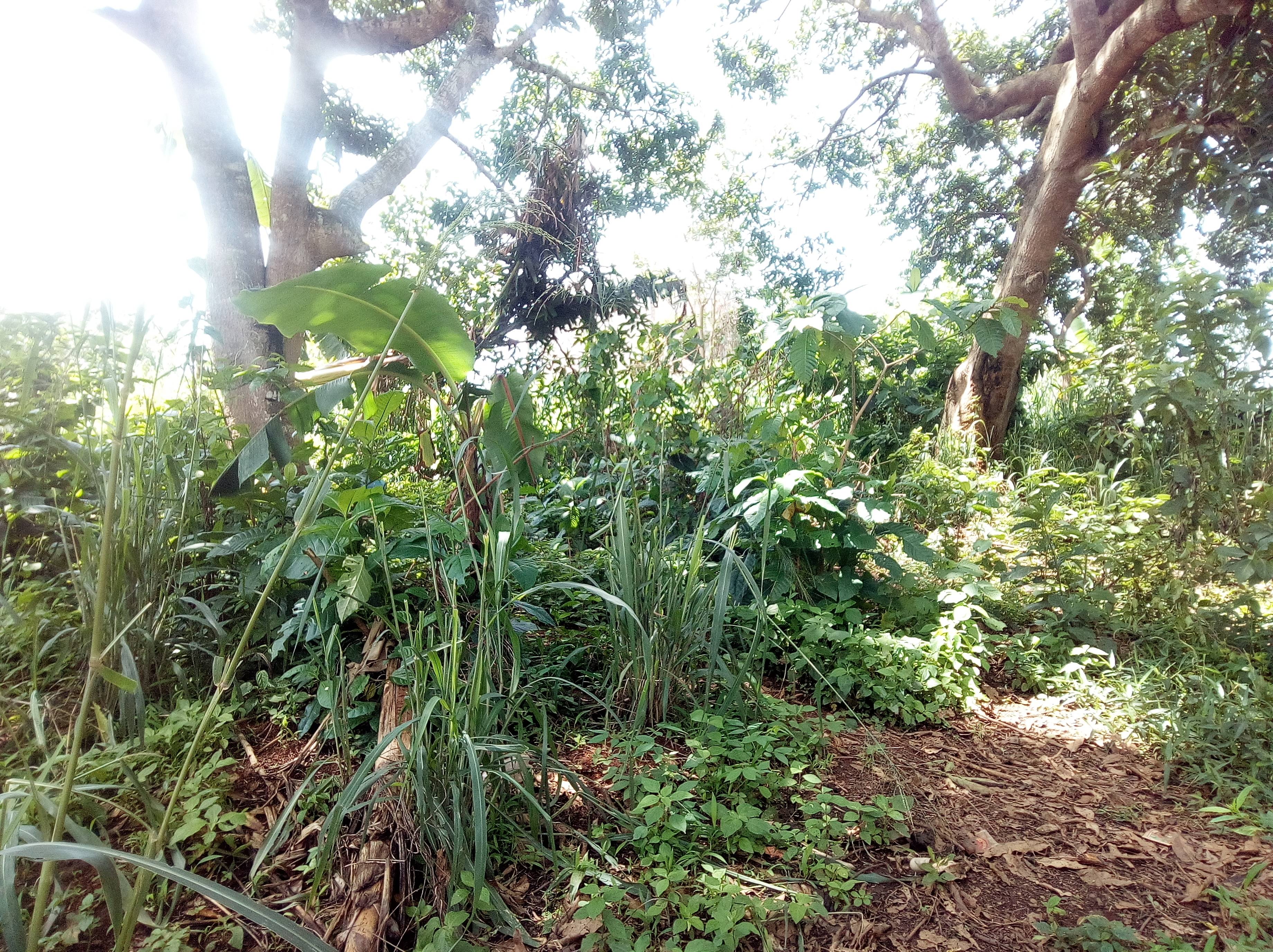 terrain