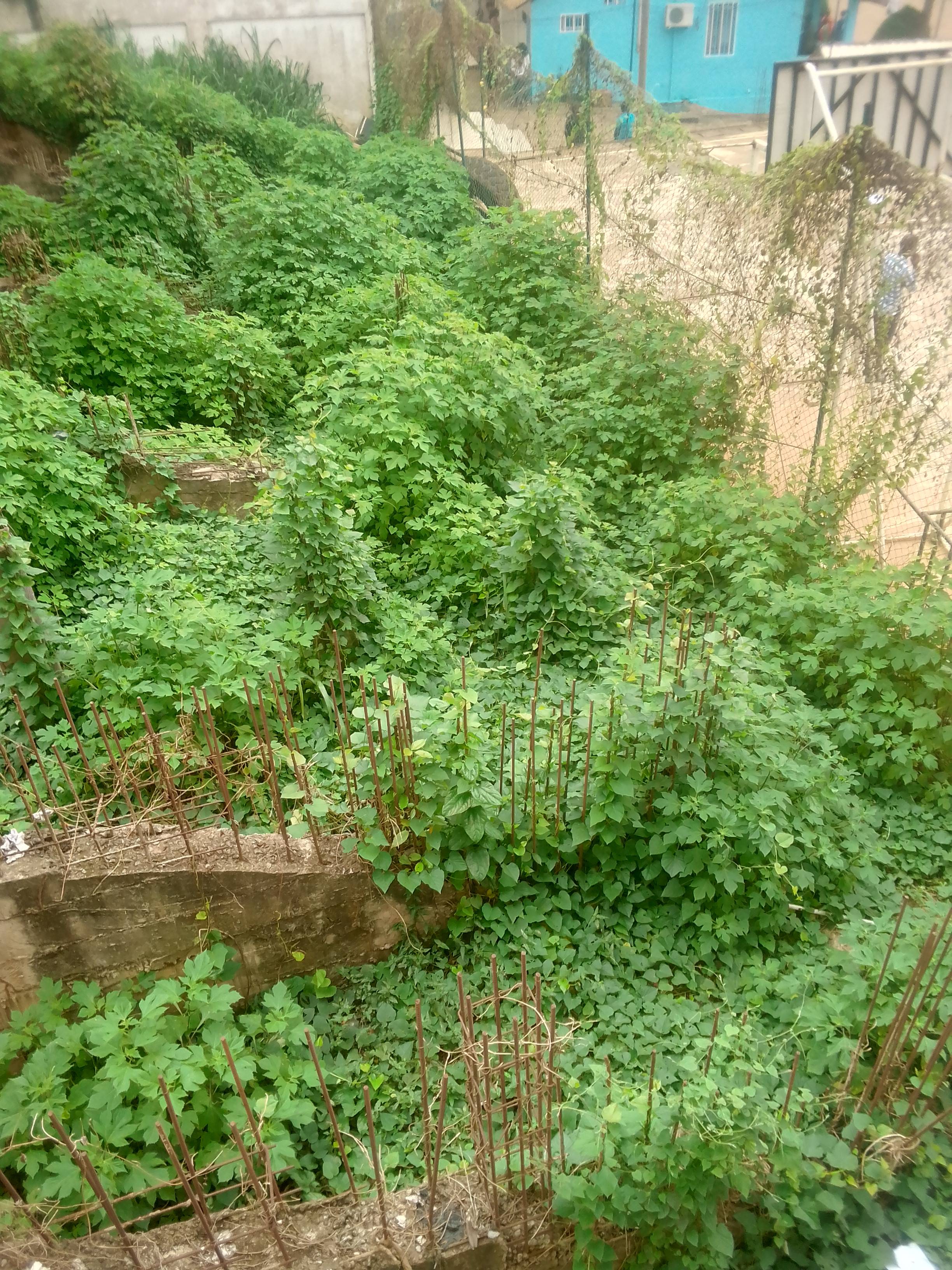 terrain